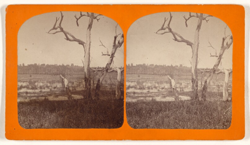 [Cypress Swamp, Three miles from Tallahassee.]