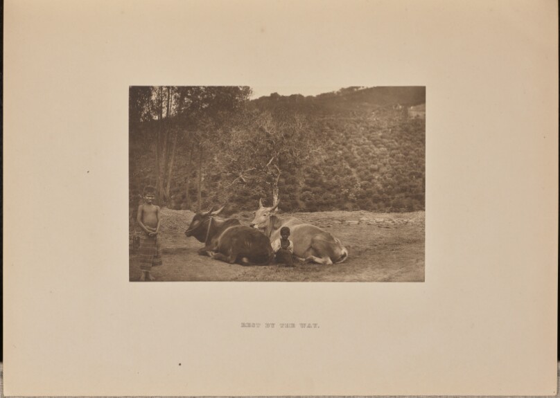 [Oxen Resting]