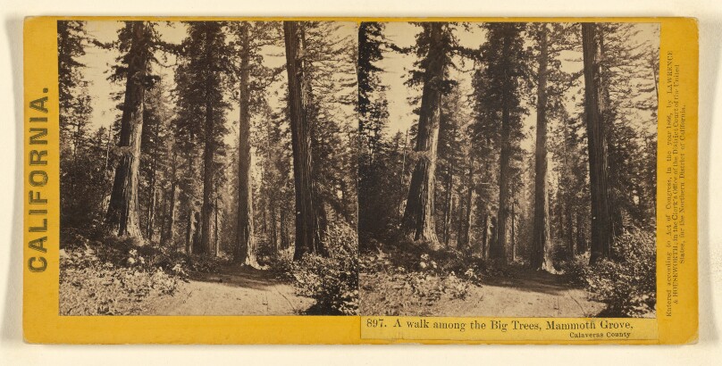A walk among the Big Trees, Mammoth Grove, Calaveras County.