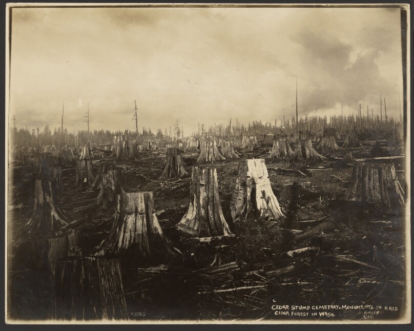 Cedar Stump Cemetery - Monuments of a Red Cedar Forest in Wash.