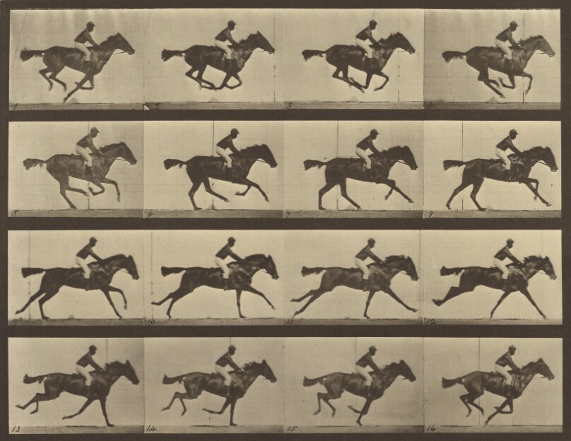 Animal Locomotion