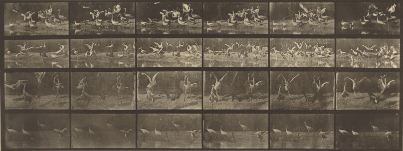 Animal Locomotion