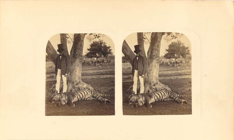 The Tiger in India