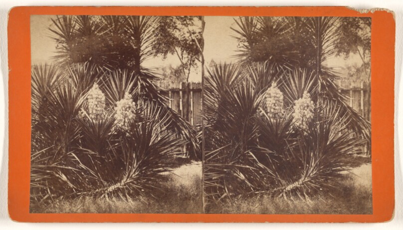 [Spanish bayonet with blossoms]