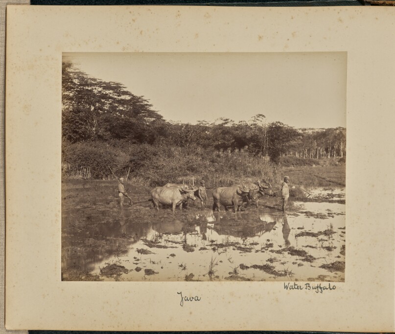 Java. Water Buffalo