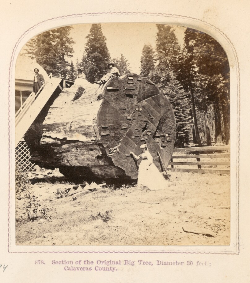 Section of the Original Big Tree