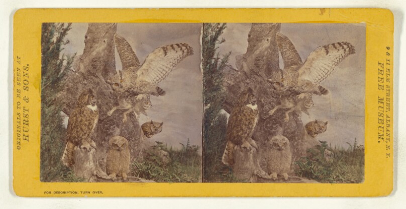 Class II, Order I, Accipitres. Family Strigidae. Great Horned Owl...