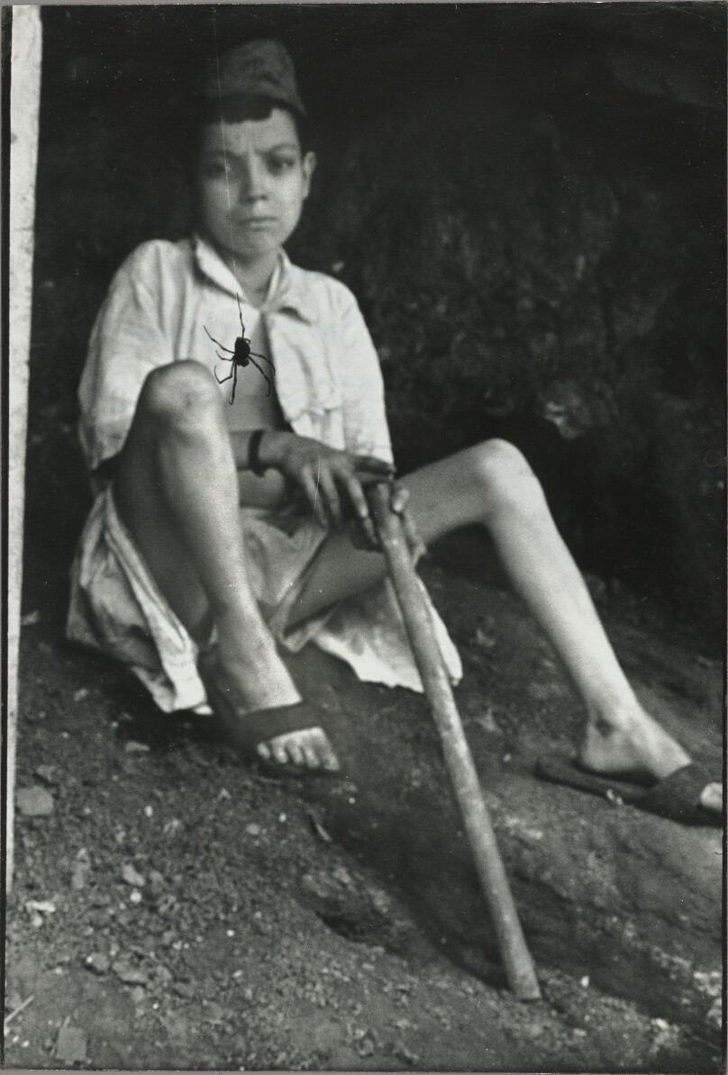 Flavio da Silva holding stick and watching spider in their Rio de Janeiro home, Brazil