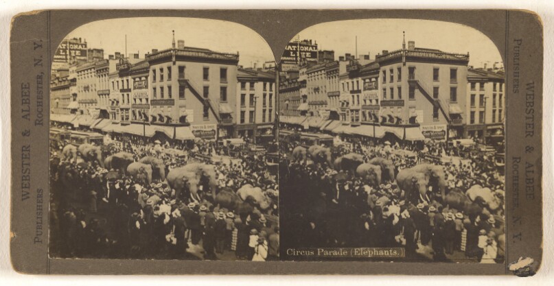 Circus Parade (Elephants.)