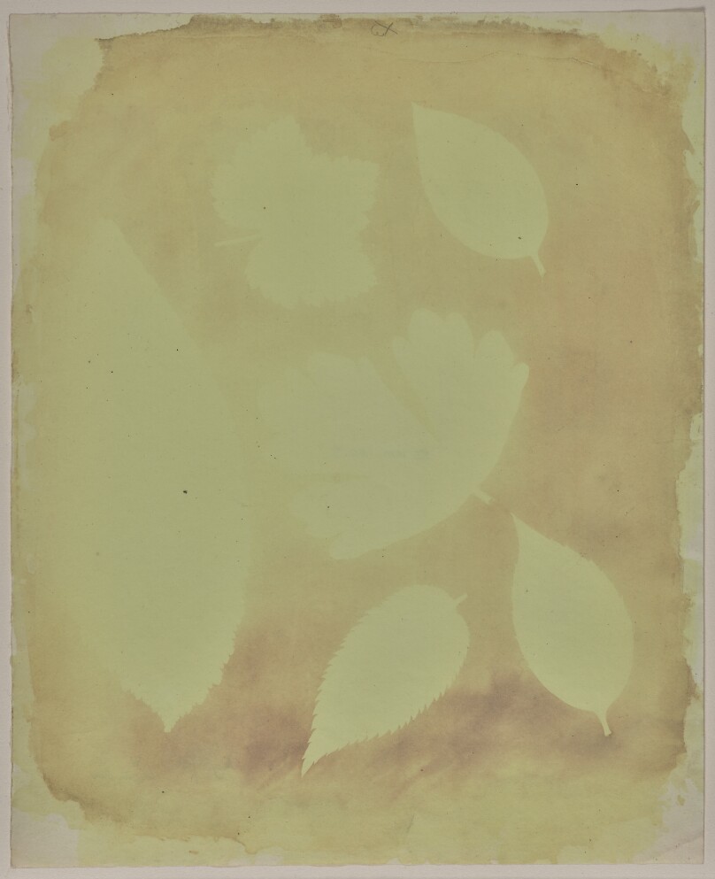[Arrangement of Six Leaves (Sunlight Test of Fixing)]