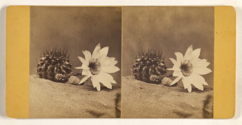 [Unidentified flowering cactus]