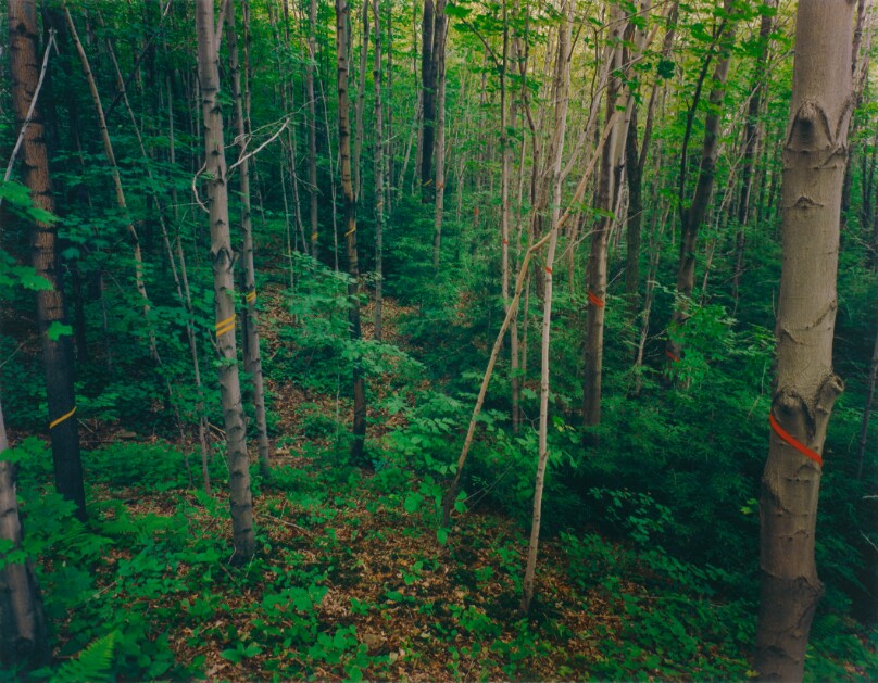 Music 1, Ellicottville, New York