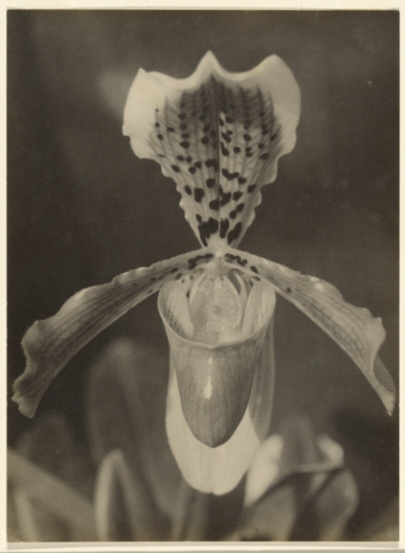 [Orchid bloom]