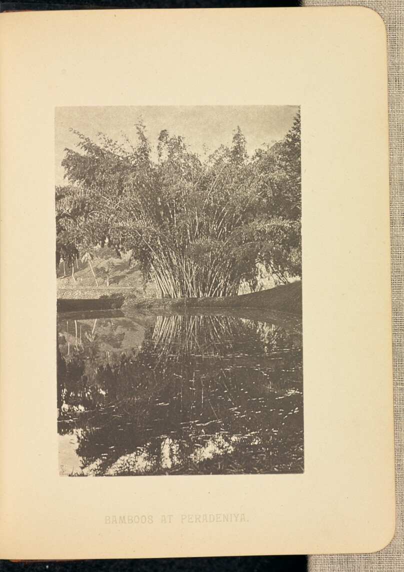 Bamboos at Peradeniya