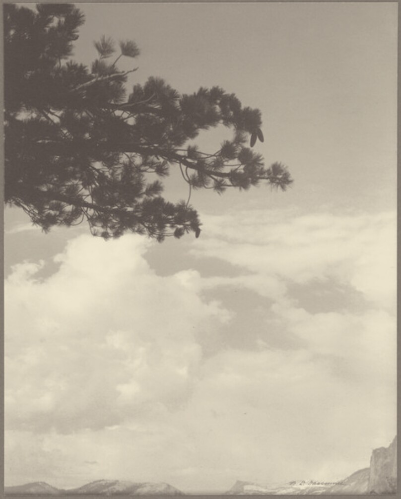[Pine Branches with Pine Cones and Puffy, White Clouds, Yosemite Valley, California]