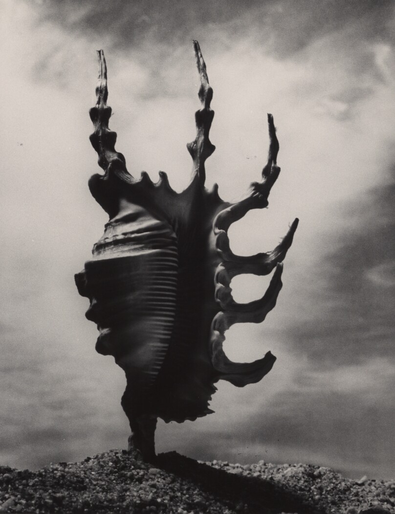 Shell (upright)