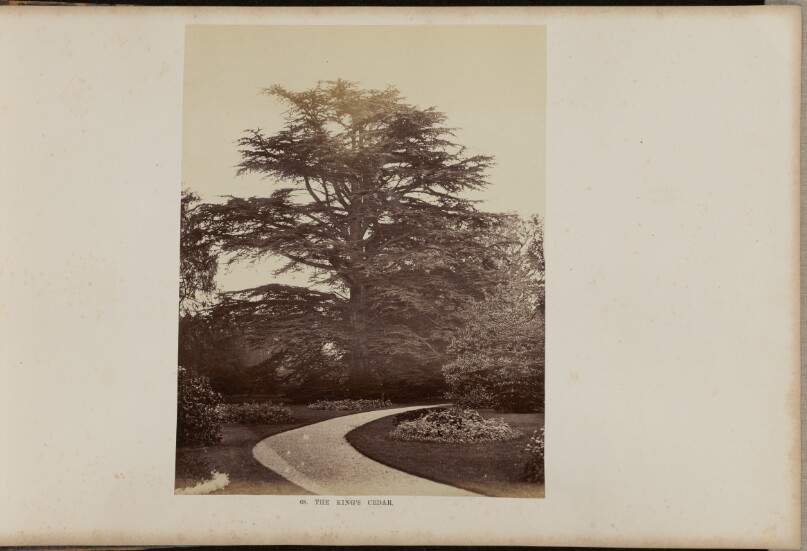 The King's Cedar