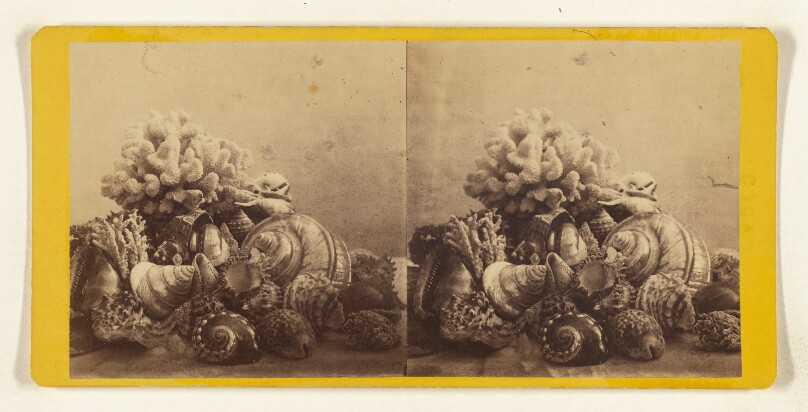 Grouping of Coral and Shells.