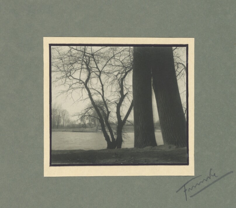 [Trees on a Riverbank]