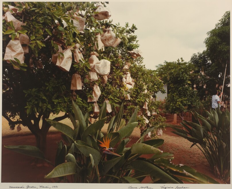 Kasahara's Garden, Kauai
