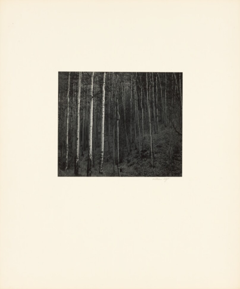 Aspens, Hyde Park