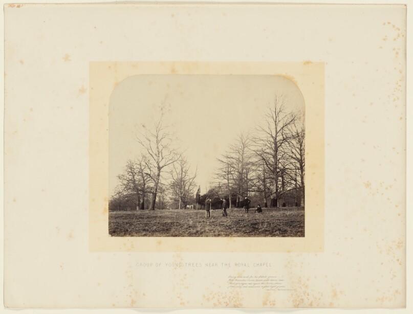 Group of Young Trees near the Royal Chapel