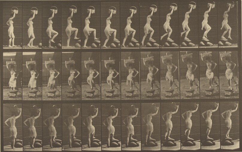 Animal Locomotion