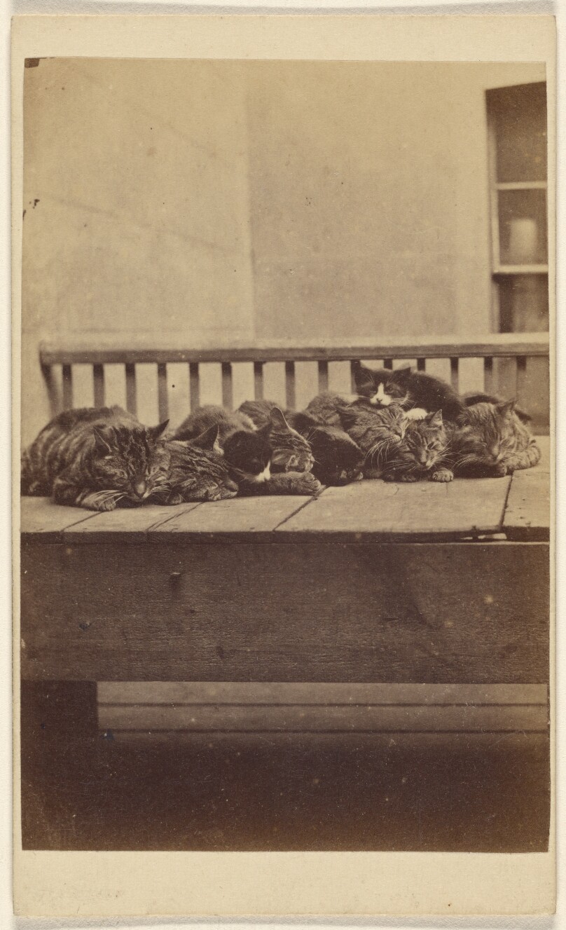 ["The Brighton Cats": nine cats asleep on a porch]