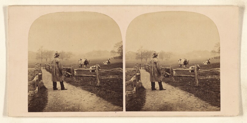 [Man with hat standing in a path between two fenced areas, one with cows]