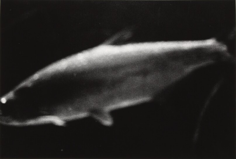 [Coney Island, New York]