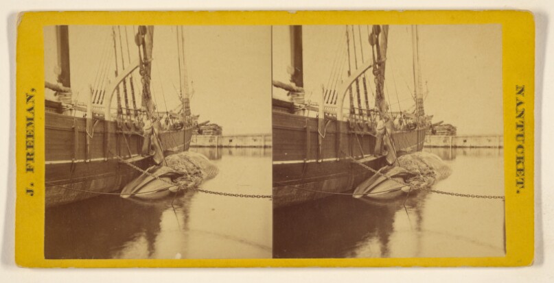 [Taking a fin off a blackfish in harbor off ship, Nantucket, Mass.]