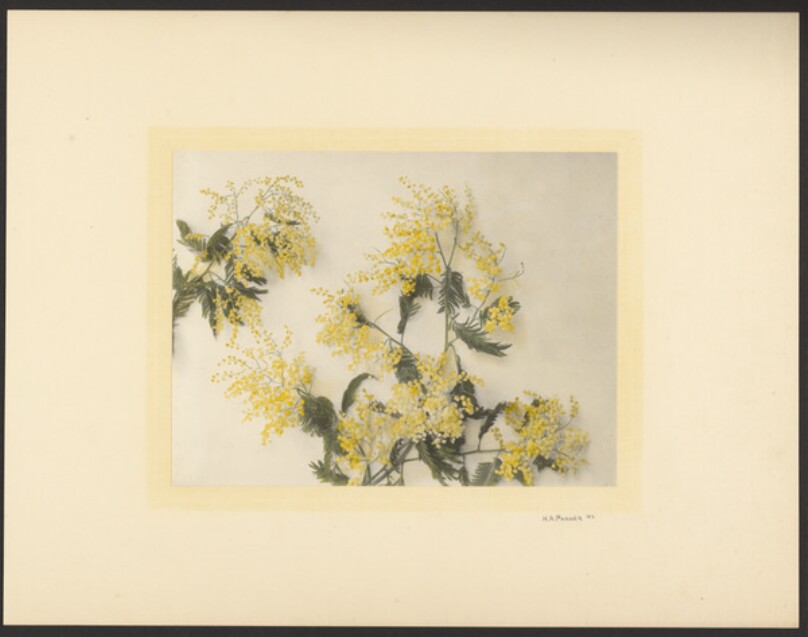 [Clusters of small yellow flowers]