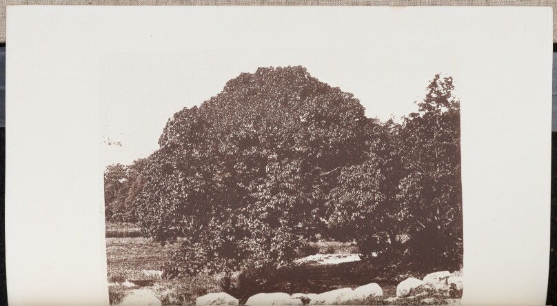 Chestnut on the Banks of Charles River near a Bridge in Weston