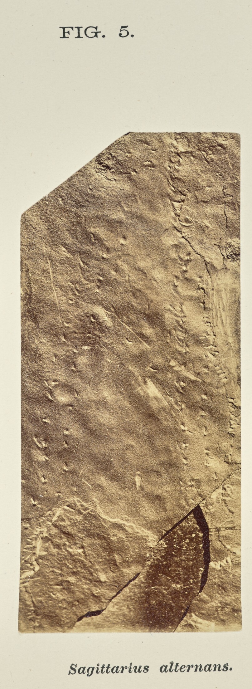 Sagittarius alternans