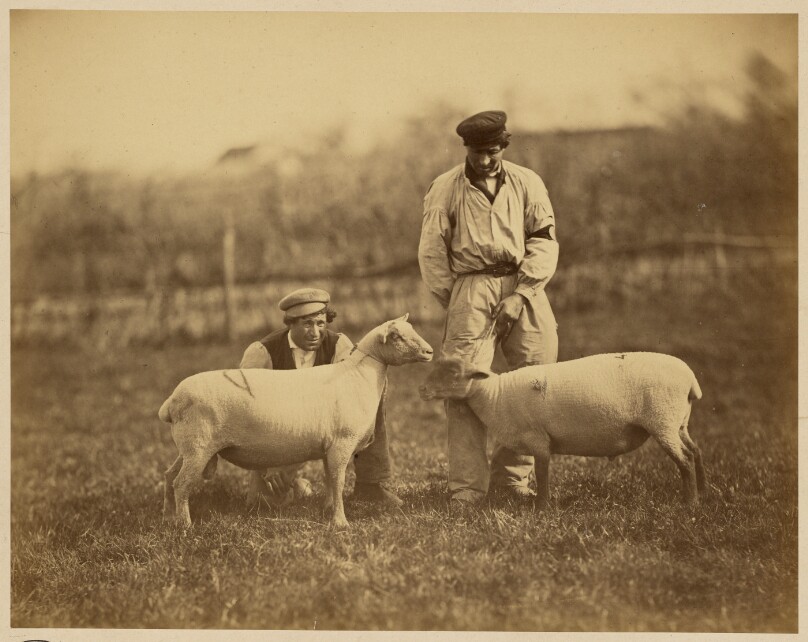 Moutons South-Down