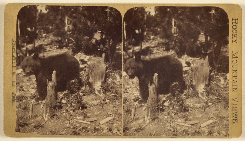 [Bear among tree stumps]