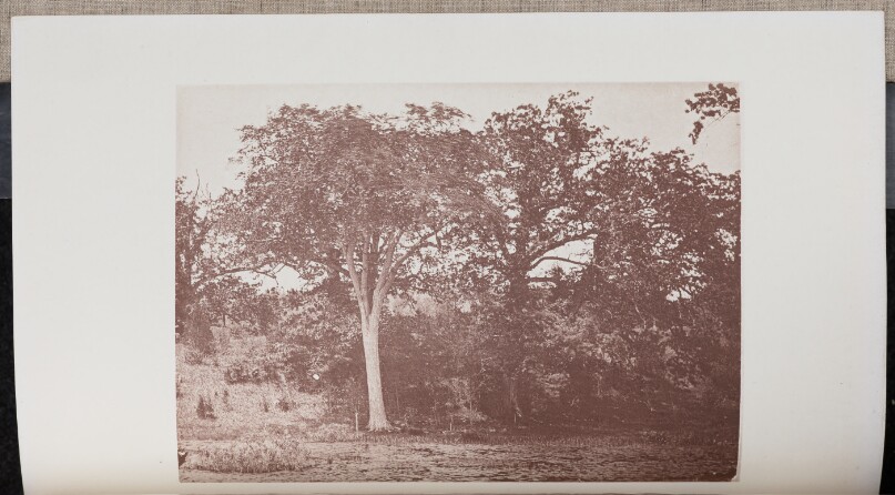 A Wood Scene, of various Species, in Waverly