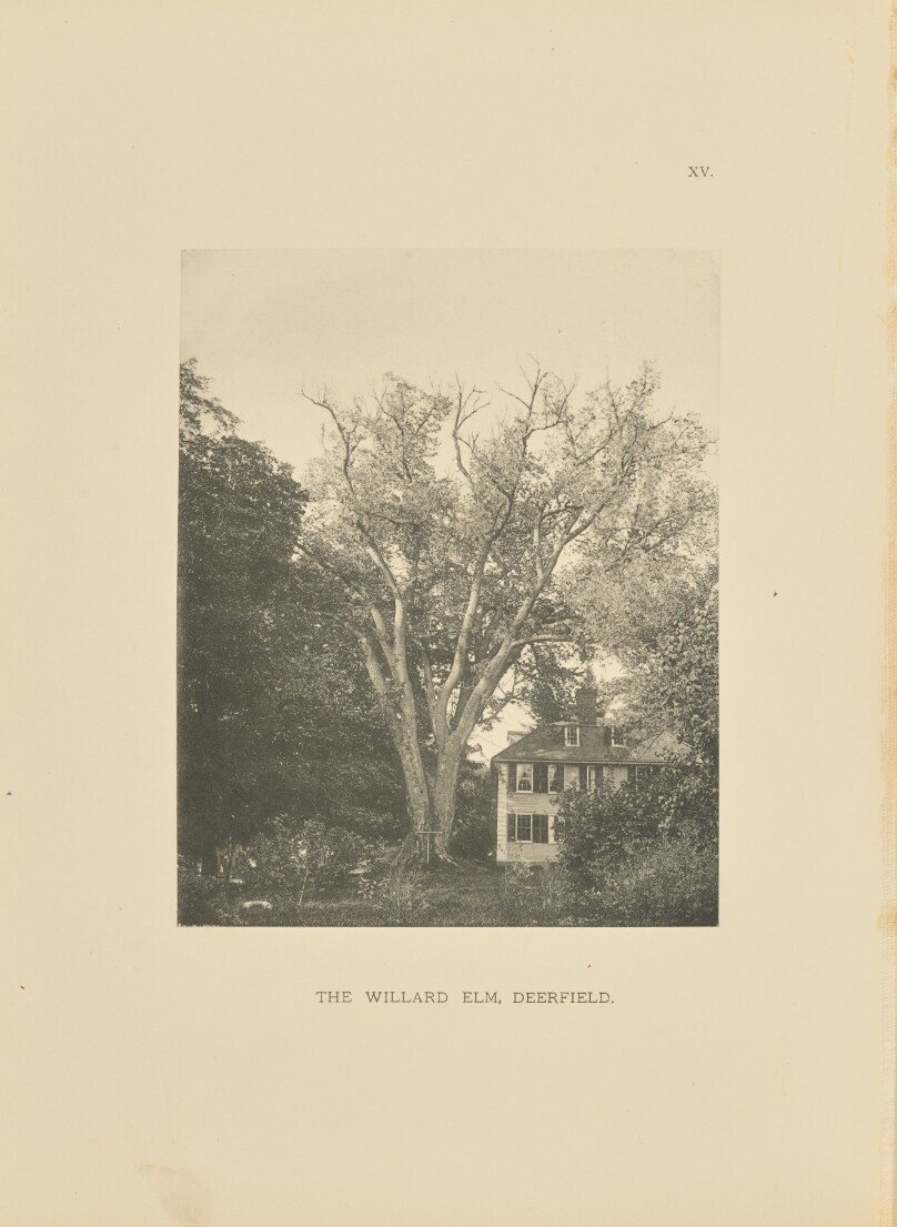 The Willard Elm, Deerfield