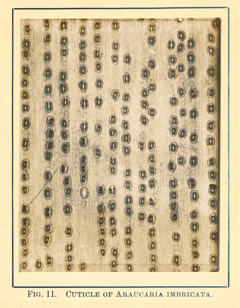 [View of Araucaria Imbricata - Cuticle]