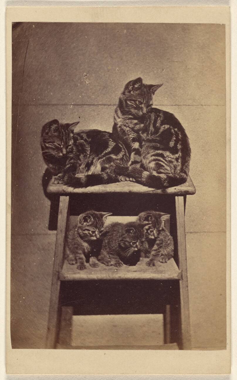 [Five cats perched on a ladder]