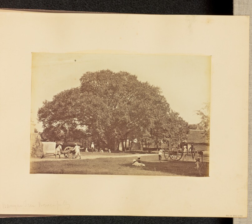 Banyan Tree, Bowenpilly