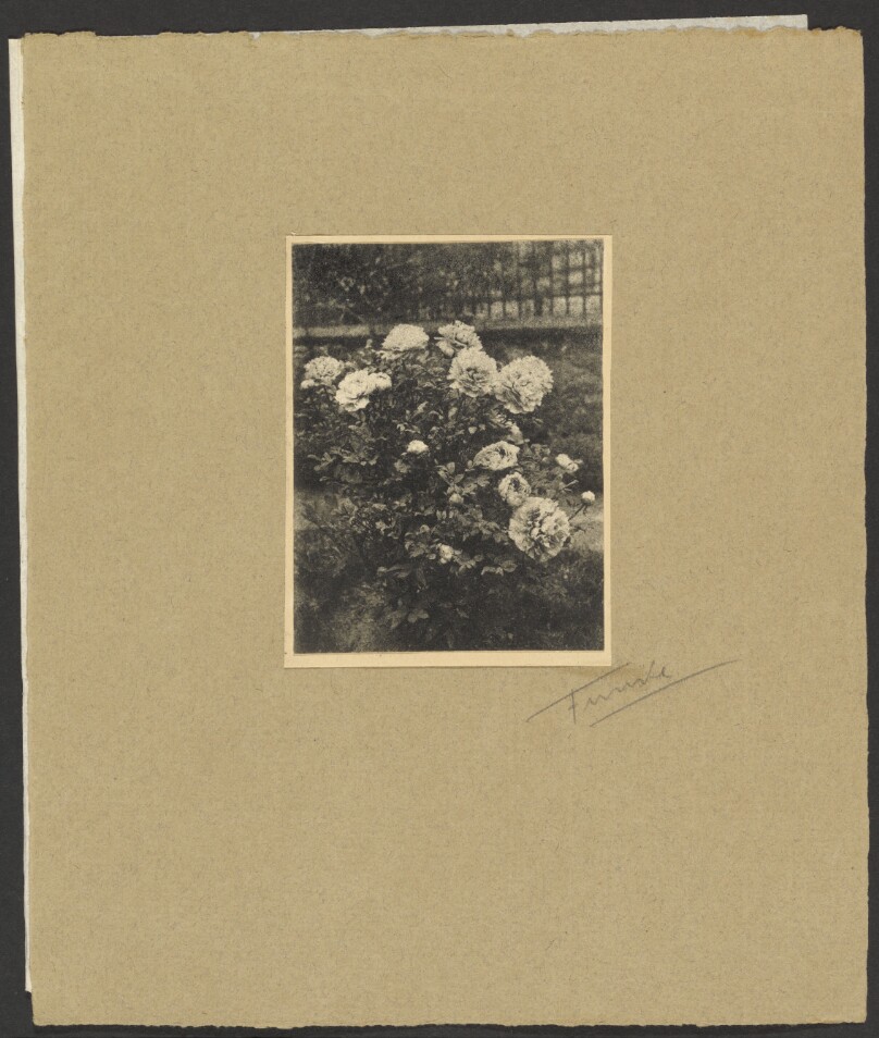 [Peony Bush in Garden]