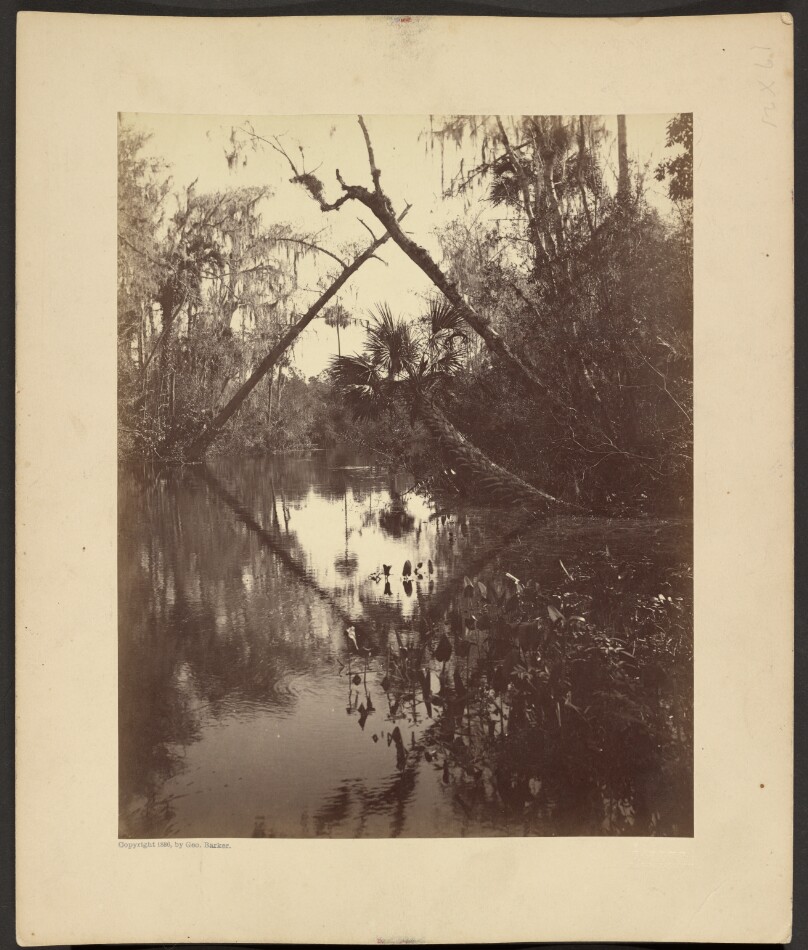 [Florida Landscape]