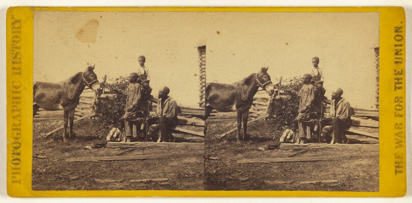 All the live stock left on Mr. Gill's plantation after the Battle of Gettysburgh.