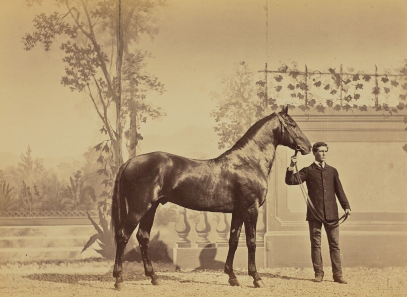 Fazan Etalon pur sang russe, Exposition Universelle de 1867, offert à l'Empereur Napoleon par l'Empereur de Russie