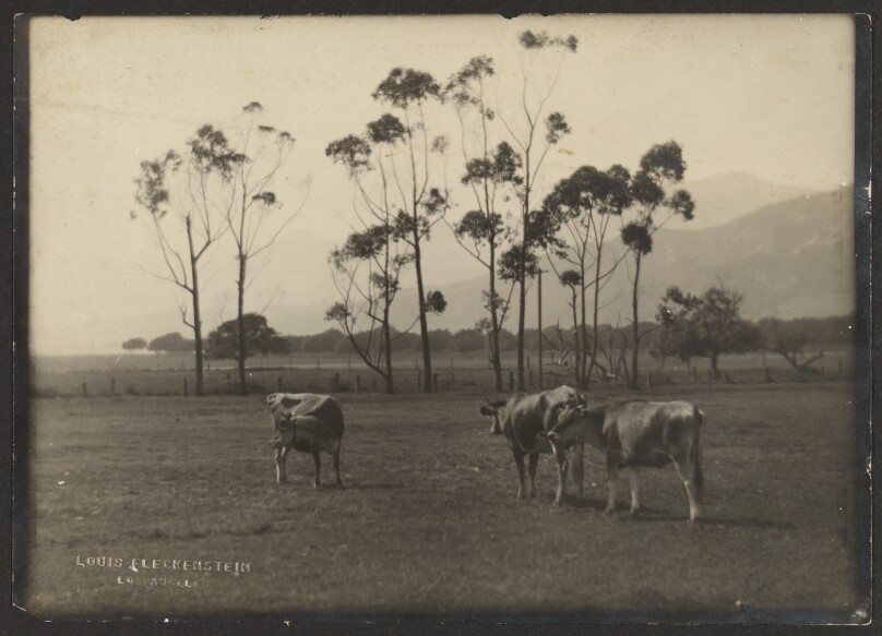 [Cows in Field]