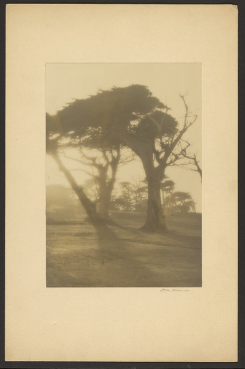 [Trees]