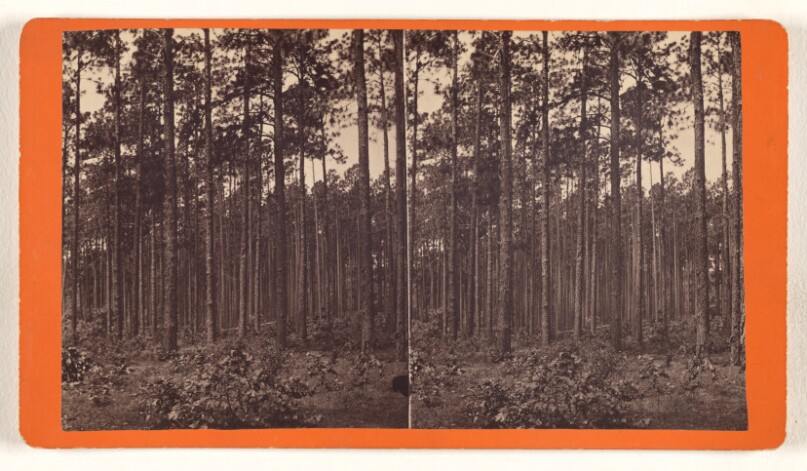 [Pine Woods]