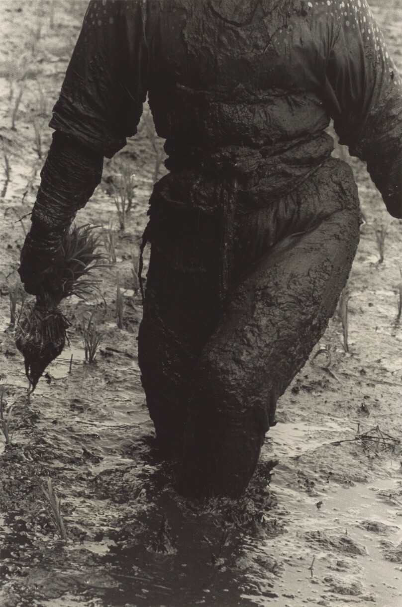 Woman Planting Rice, Toyama Prefecture