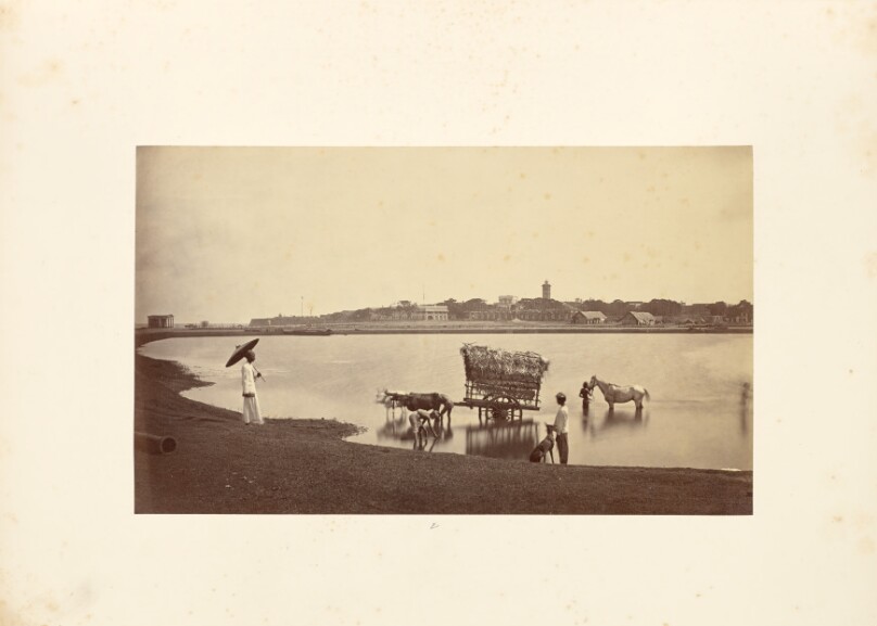 Buffaloes and Horse in Water